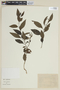 Solanum trachytrichium image