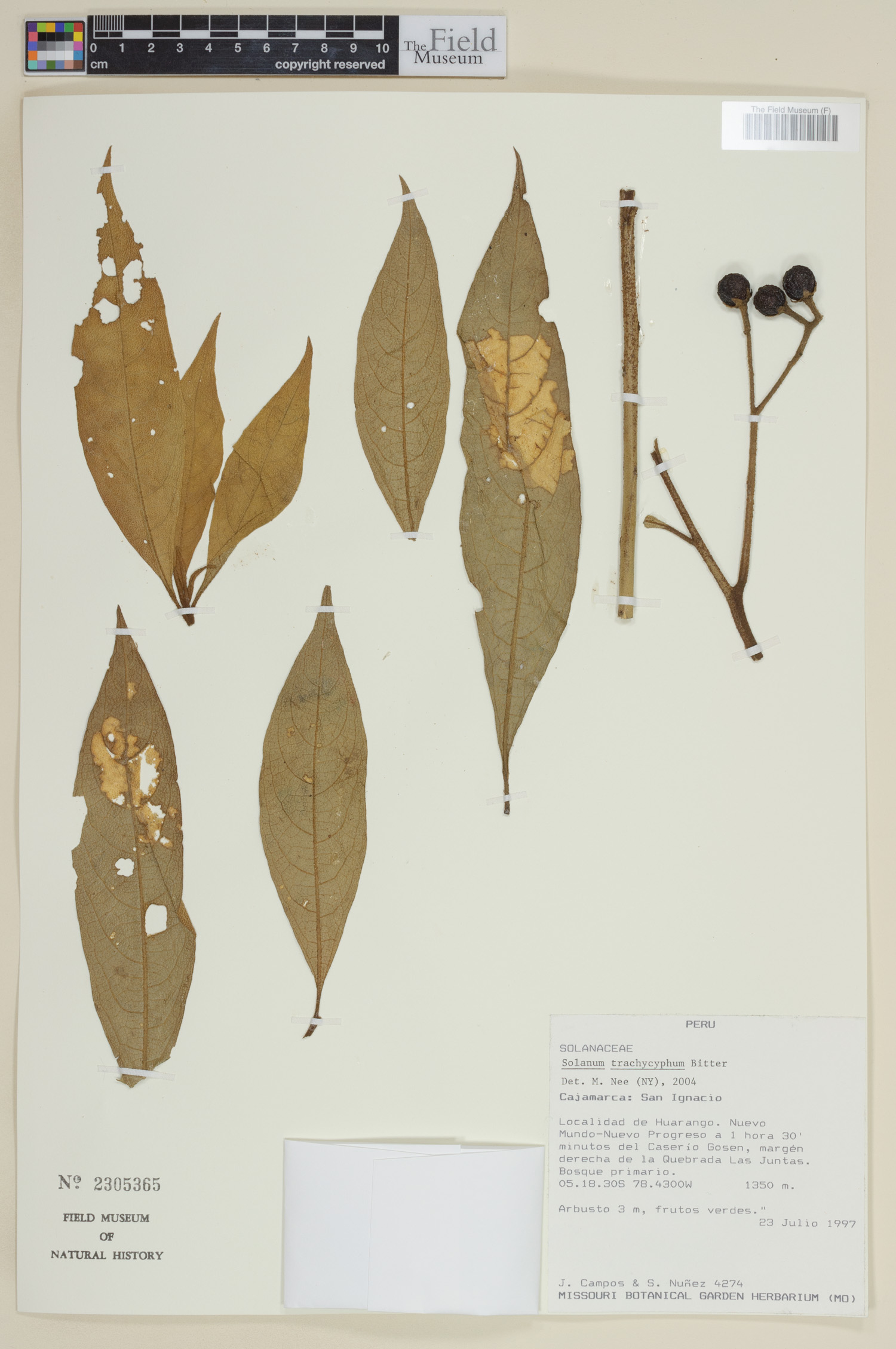 Solanum trachycyphum image