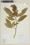 Solanum trachycyphum image