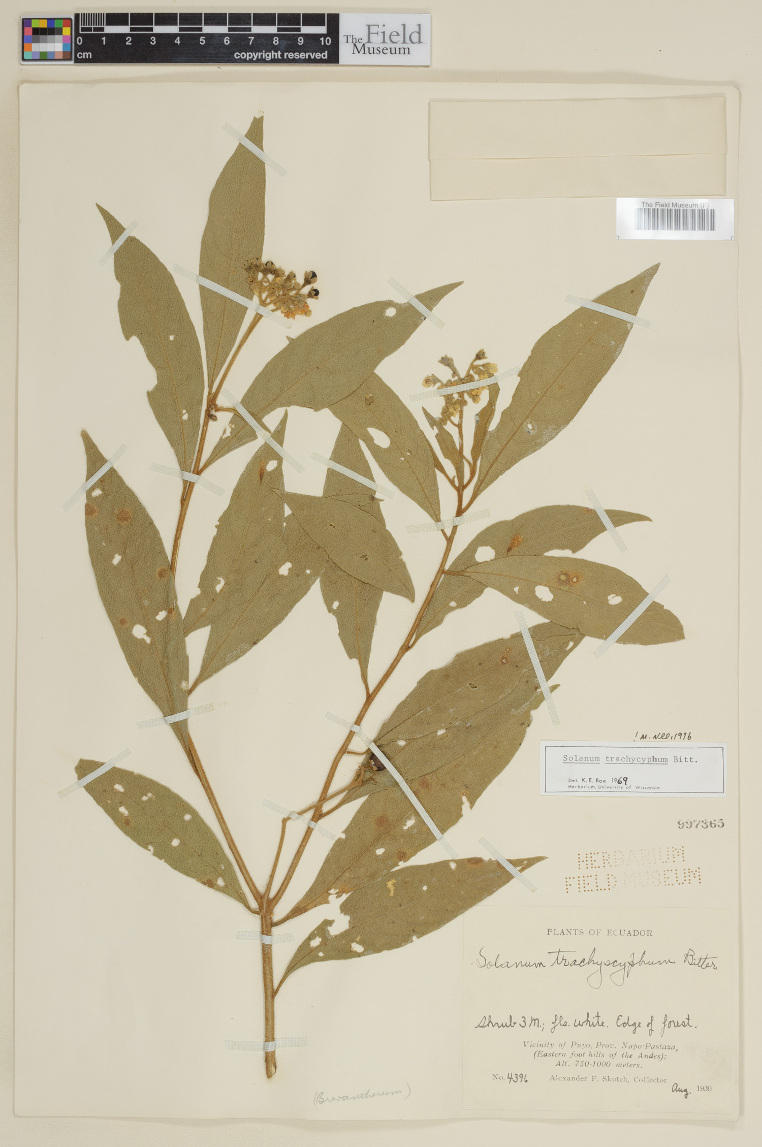 Solanum trachycyphum image