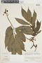 Solanum trizygum image