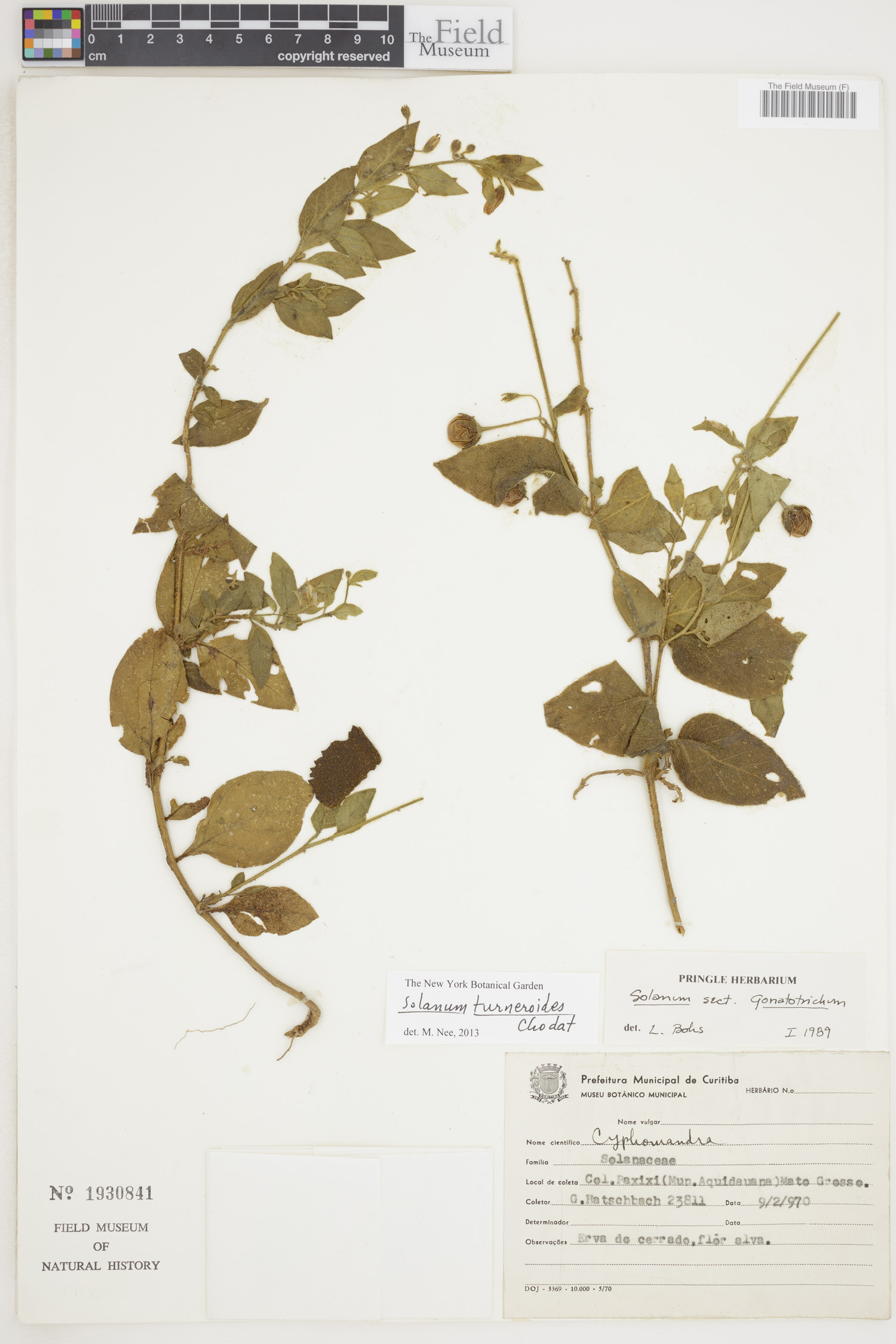 Solanum turneroides image