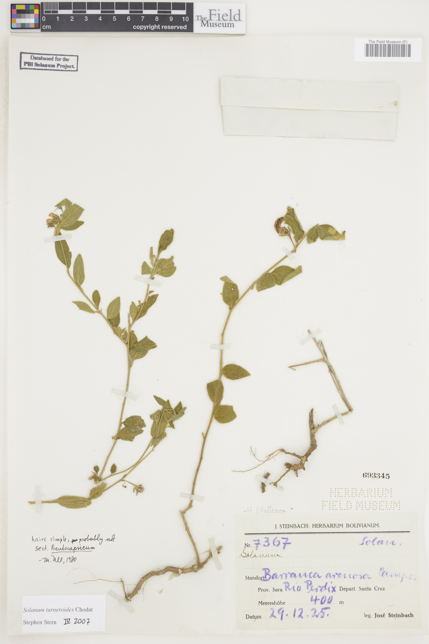Solanum turneroides image