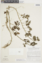 Solanum uleanum image