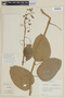 Solanum uncinellum image