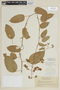 Solanum uncinellum image