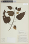 Solanum unilobum image