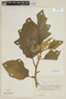 Solanum urticans image