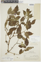 Solanum violaceimarmoratum image