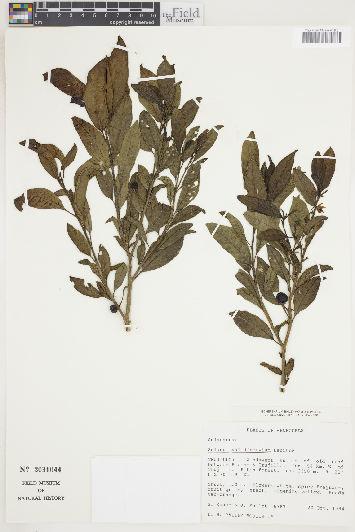 Solanum validinervium image