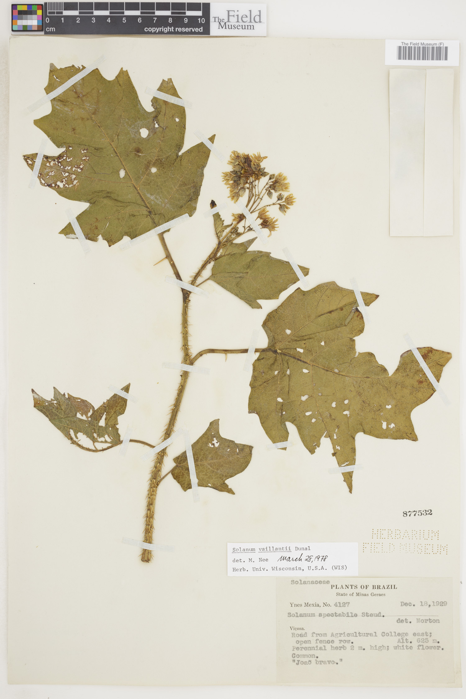 Solanum vaillantii image