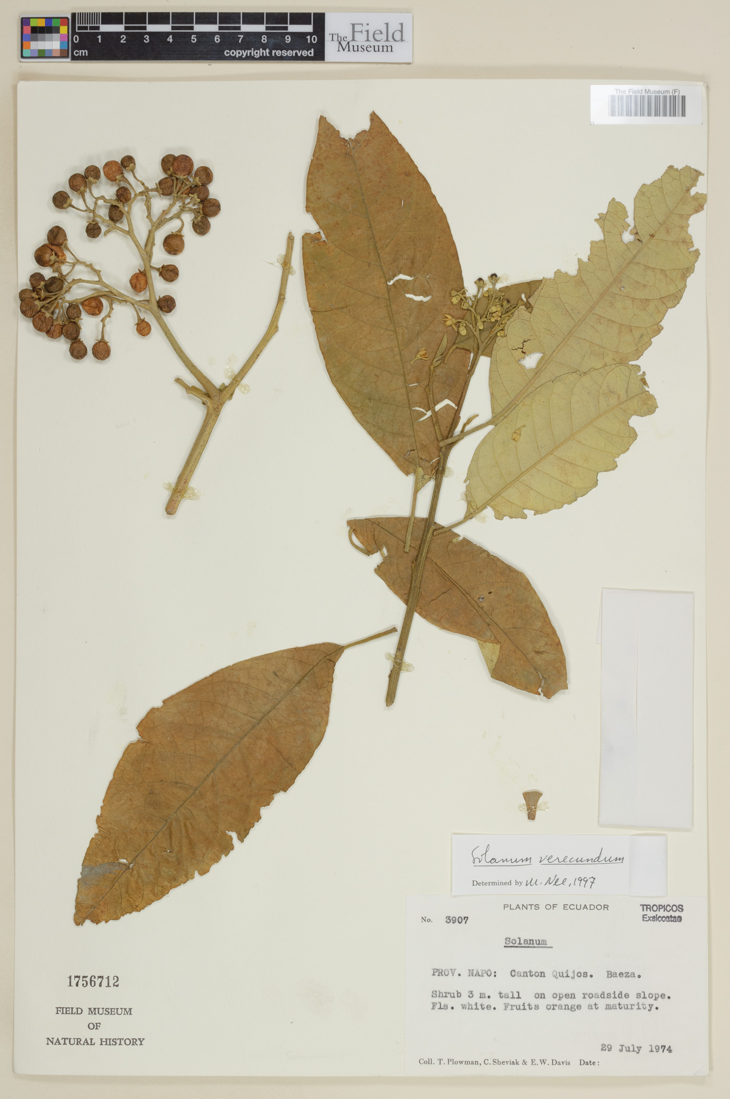 Solanum verecundum image