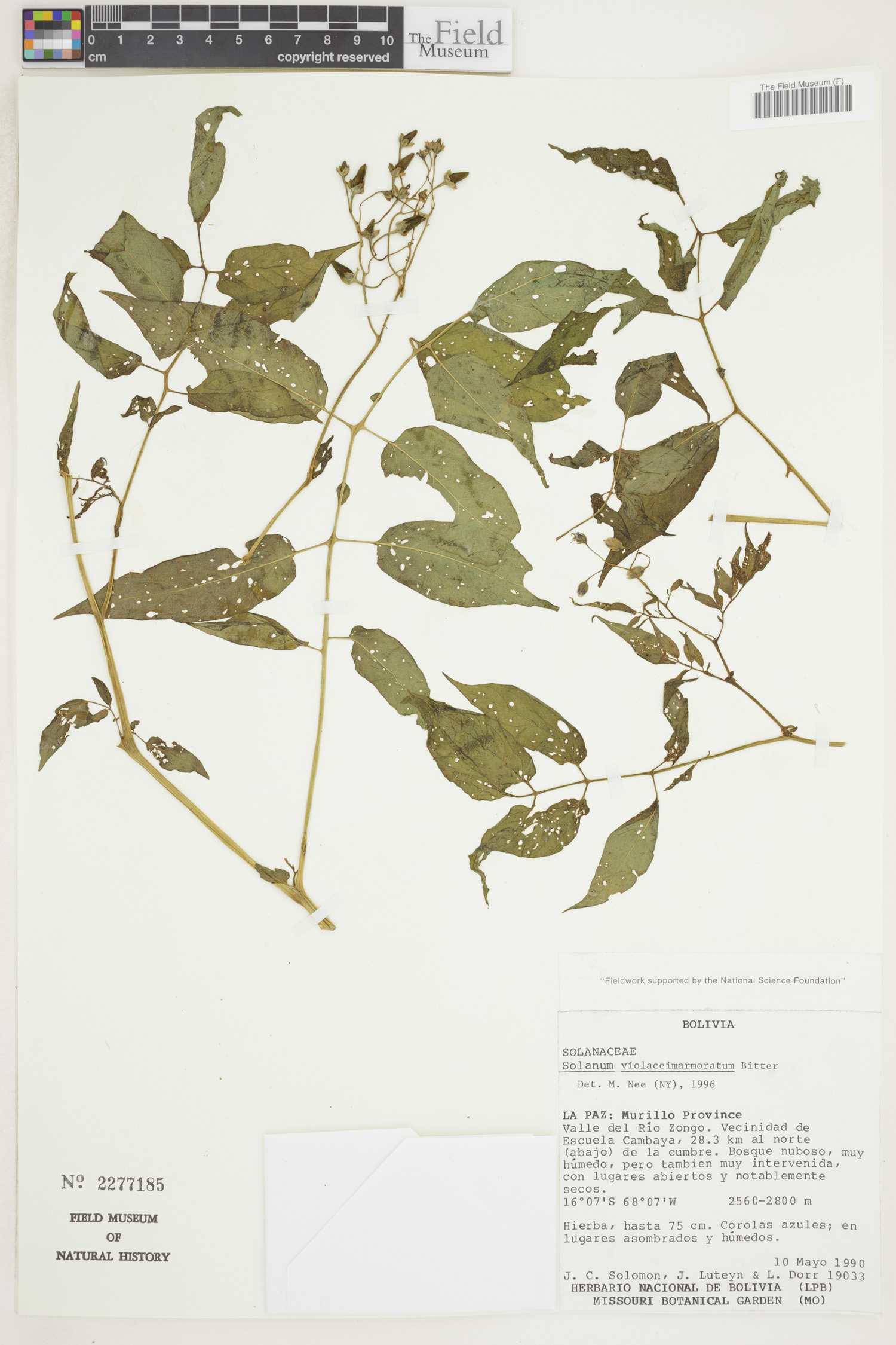 Solanum violaceimarmoratum image