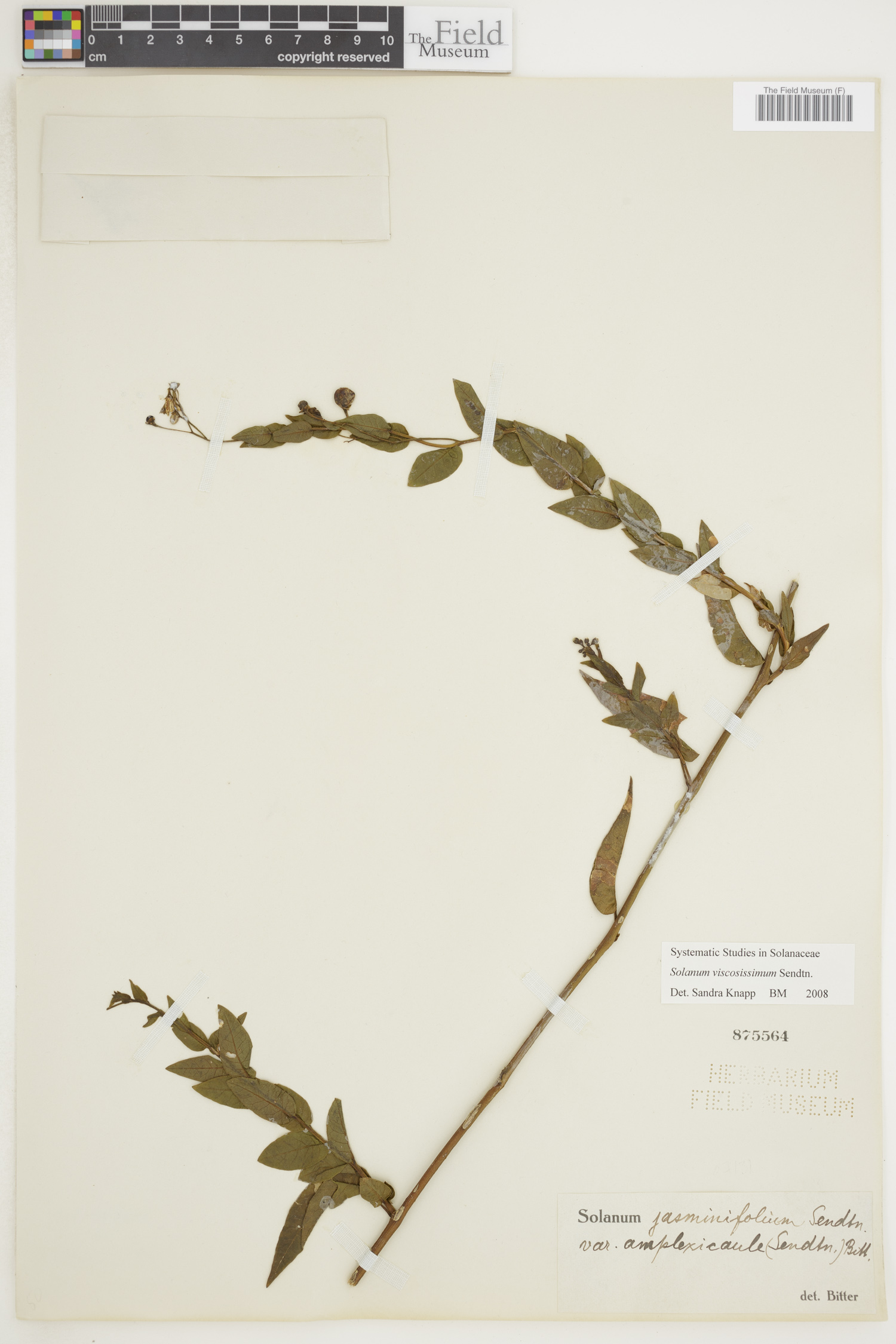 Solanum viscosissimum image