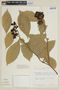 Solanum xanthophaeum image