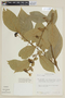 Solanum xanthophaeum image