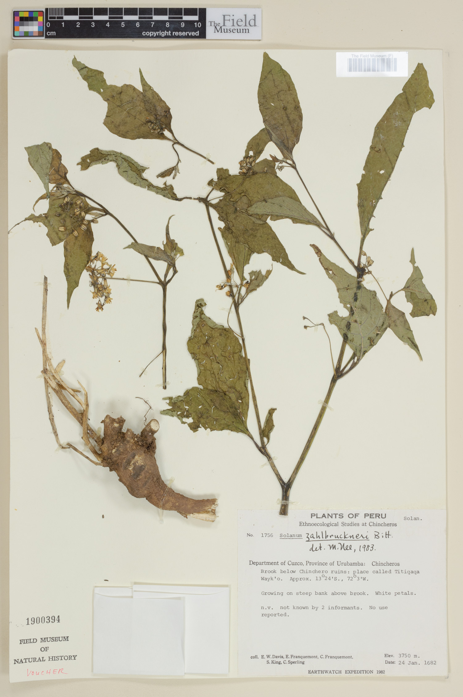 Solanum zahlbruckneri image