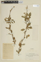 Vassobia breviflora image