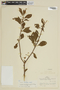 Vassobia breviflora image
