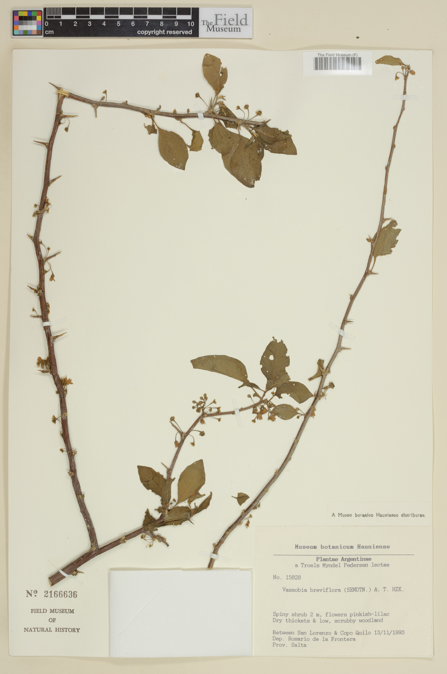 Vassobia breviflora image