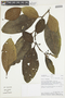 Solanum lindenii image