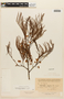 Anadenanthera peregrina var. falcata image