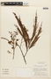 Anadenanthera peregrina var. peregrina image