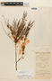 Anadenanthera peregrina image