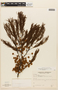 Anadenanthera peregrina var. peregrina image