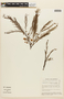 Anadenanthera peregrina image