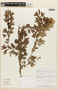 Calliandra angustifolia image