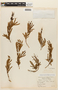 Calliandra brevicaulis var. glabra image
