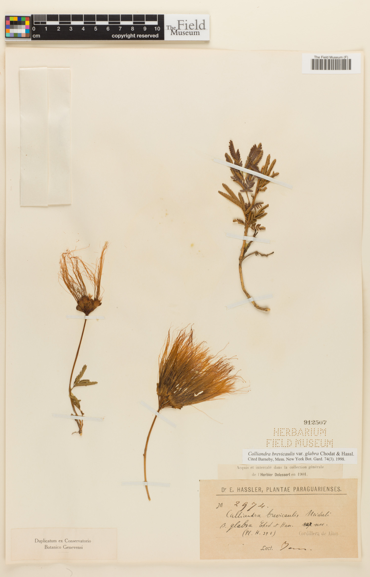 Calliandra brevicaulis image