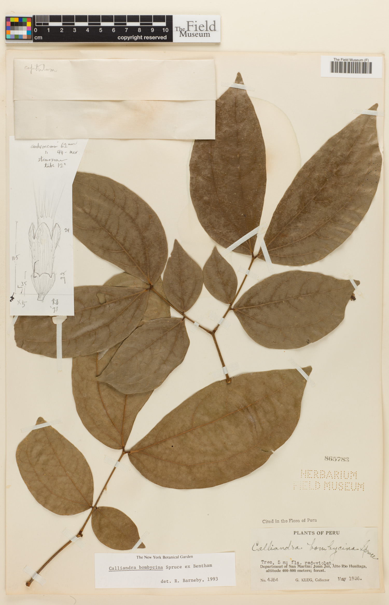 Calliandra bombycina image