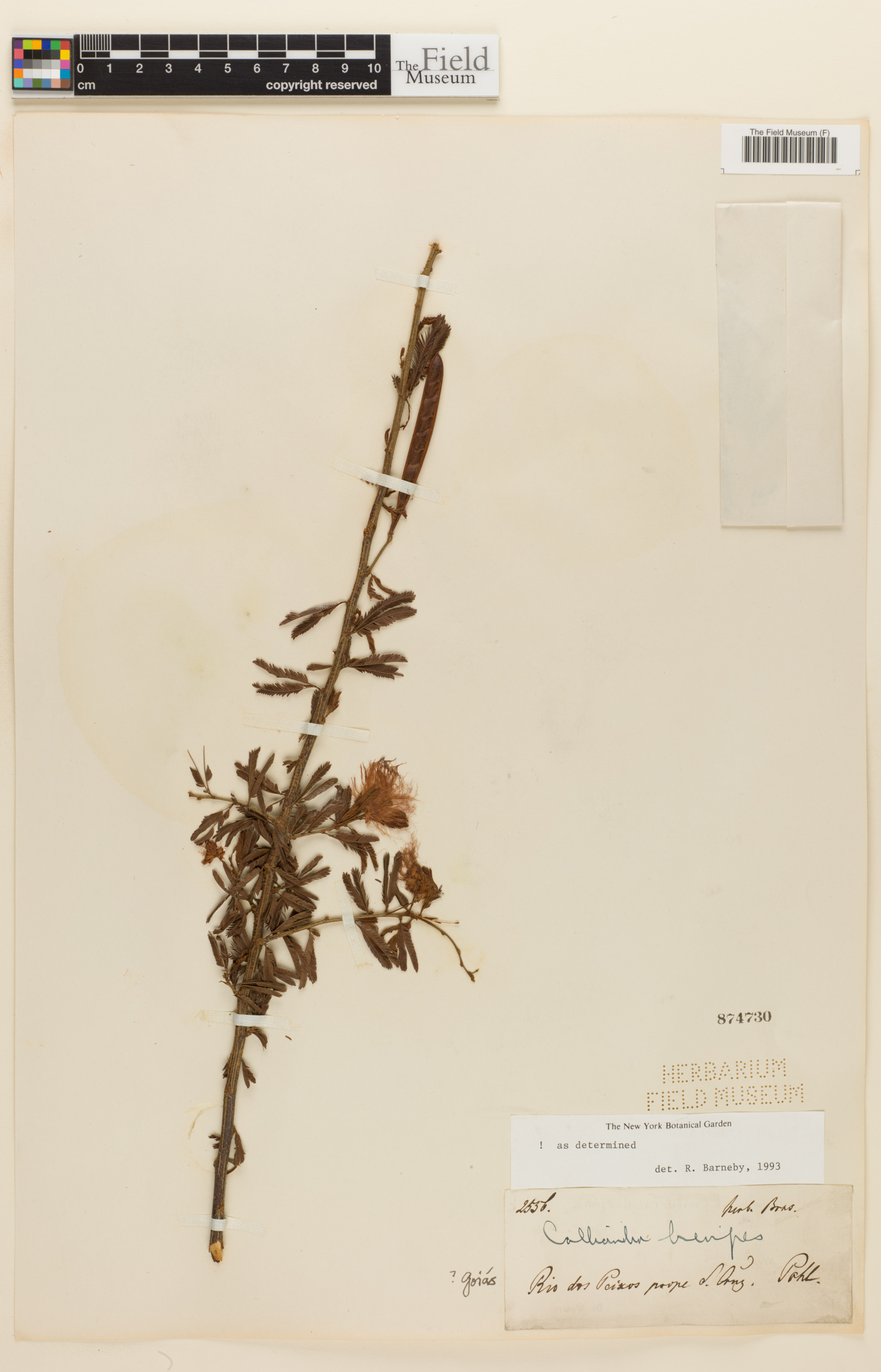 Calliandra brevipes image
