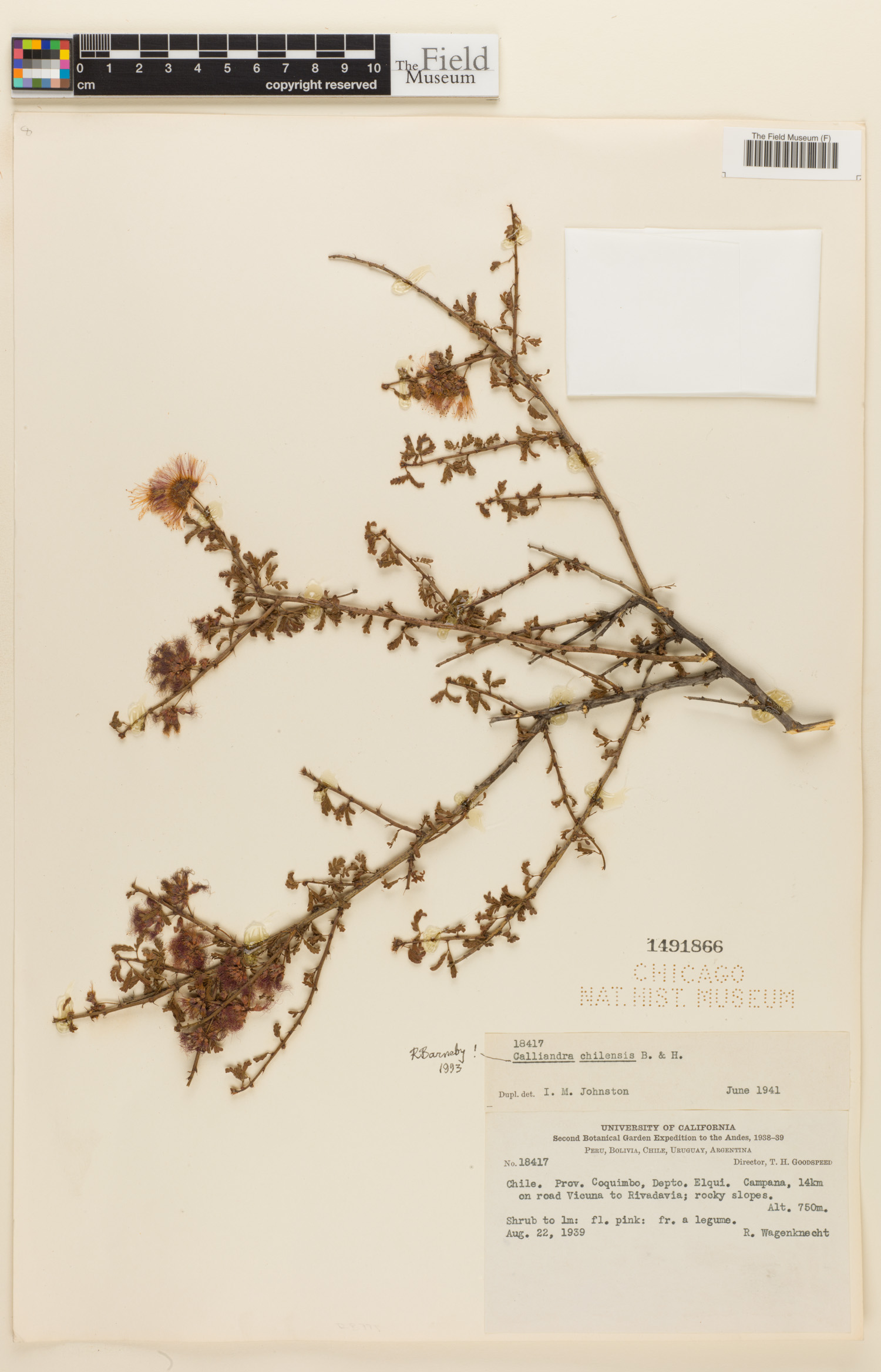 Calliandra chilensis image
