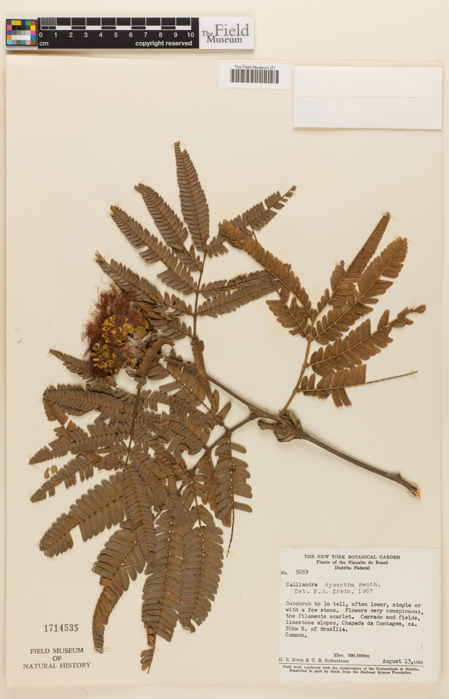 Calliandra dysantha image