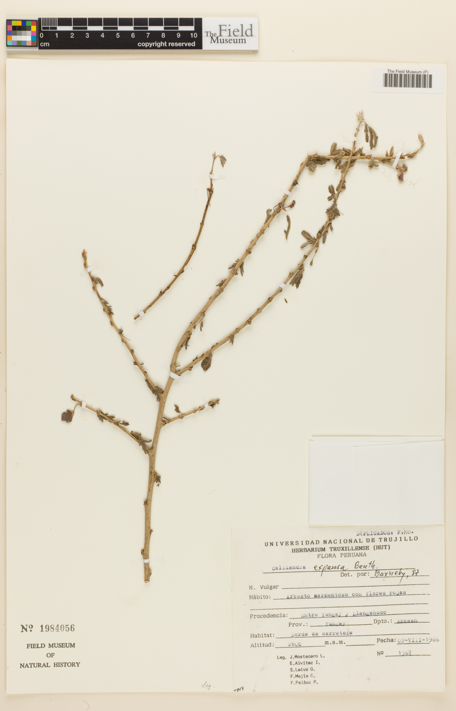 Calliandra expansa image
