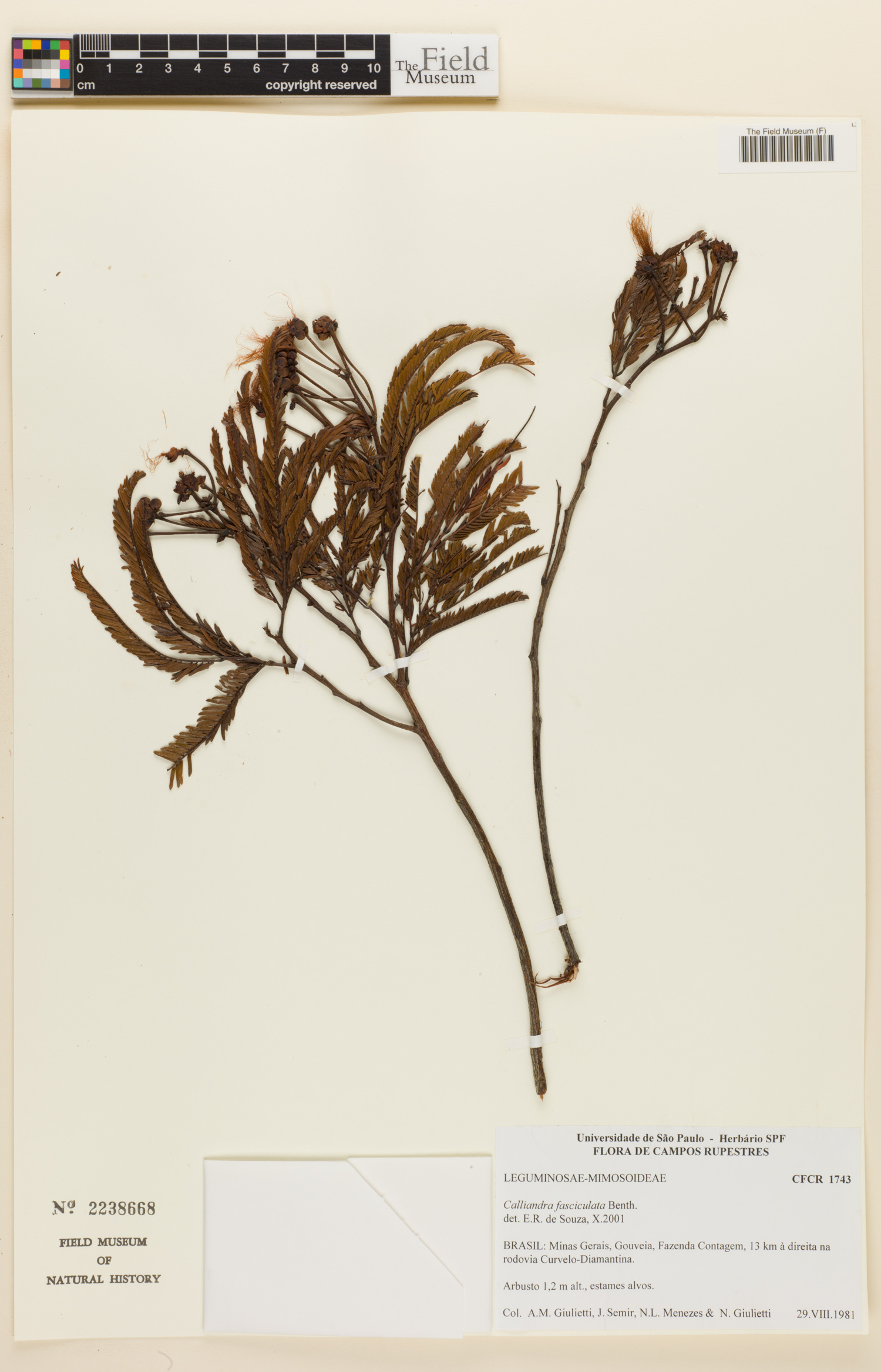 Calliandra fasciculata image