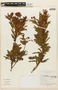 Calliandra fasciculata image