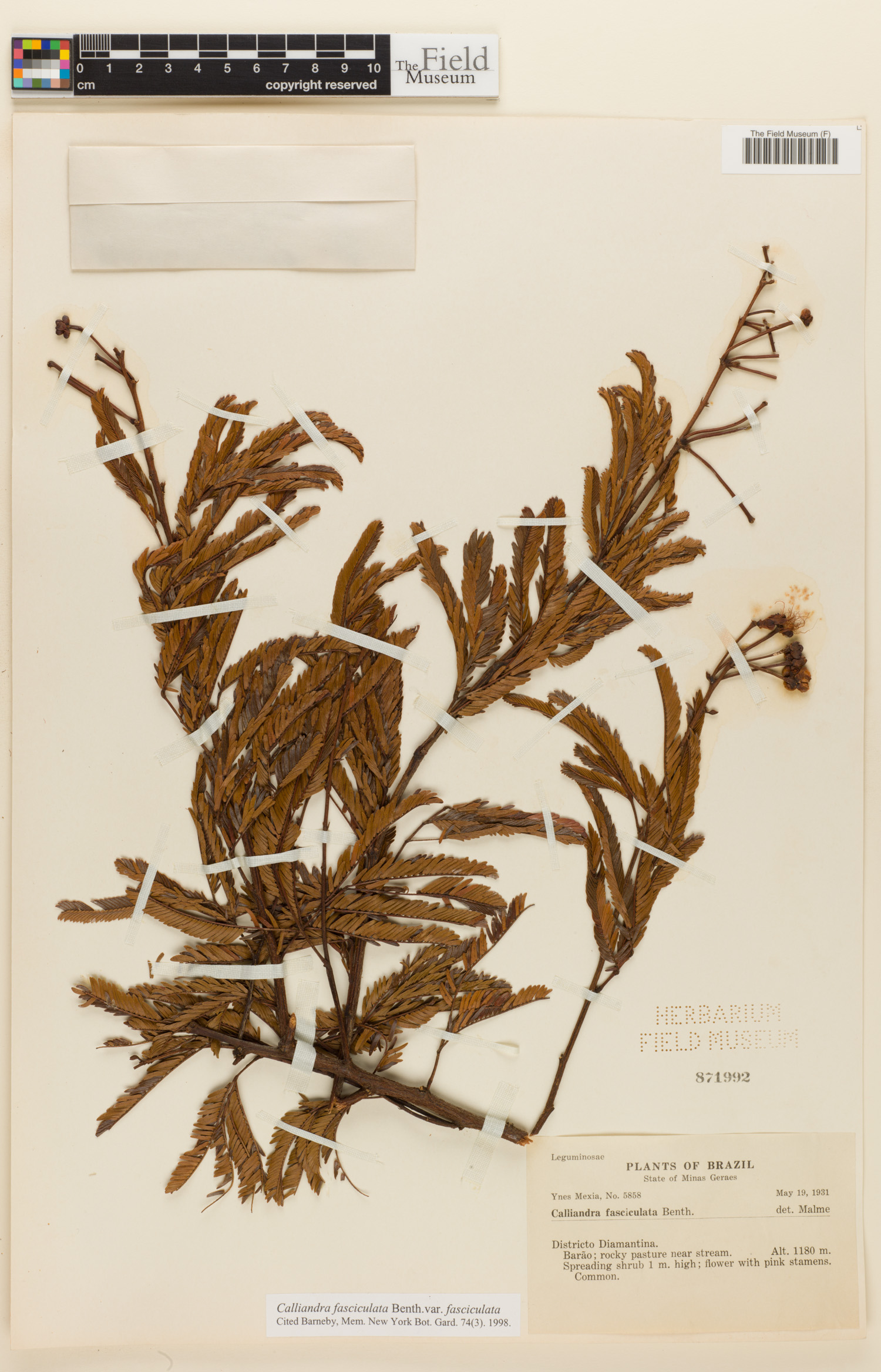 Calliandra fasciculata var. fasciculata image