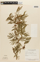 Calliandra foliolosa image