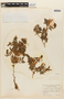 Calliandra foliolosa image
