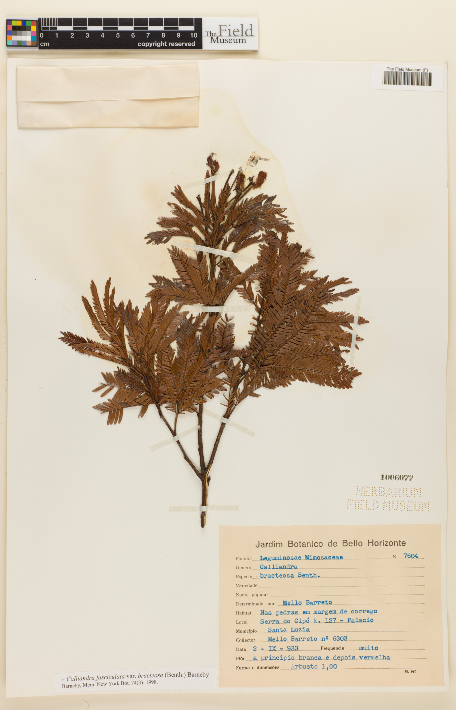 Calliandra fasciculata image