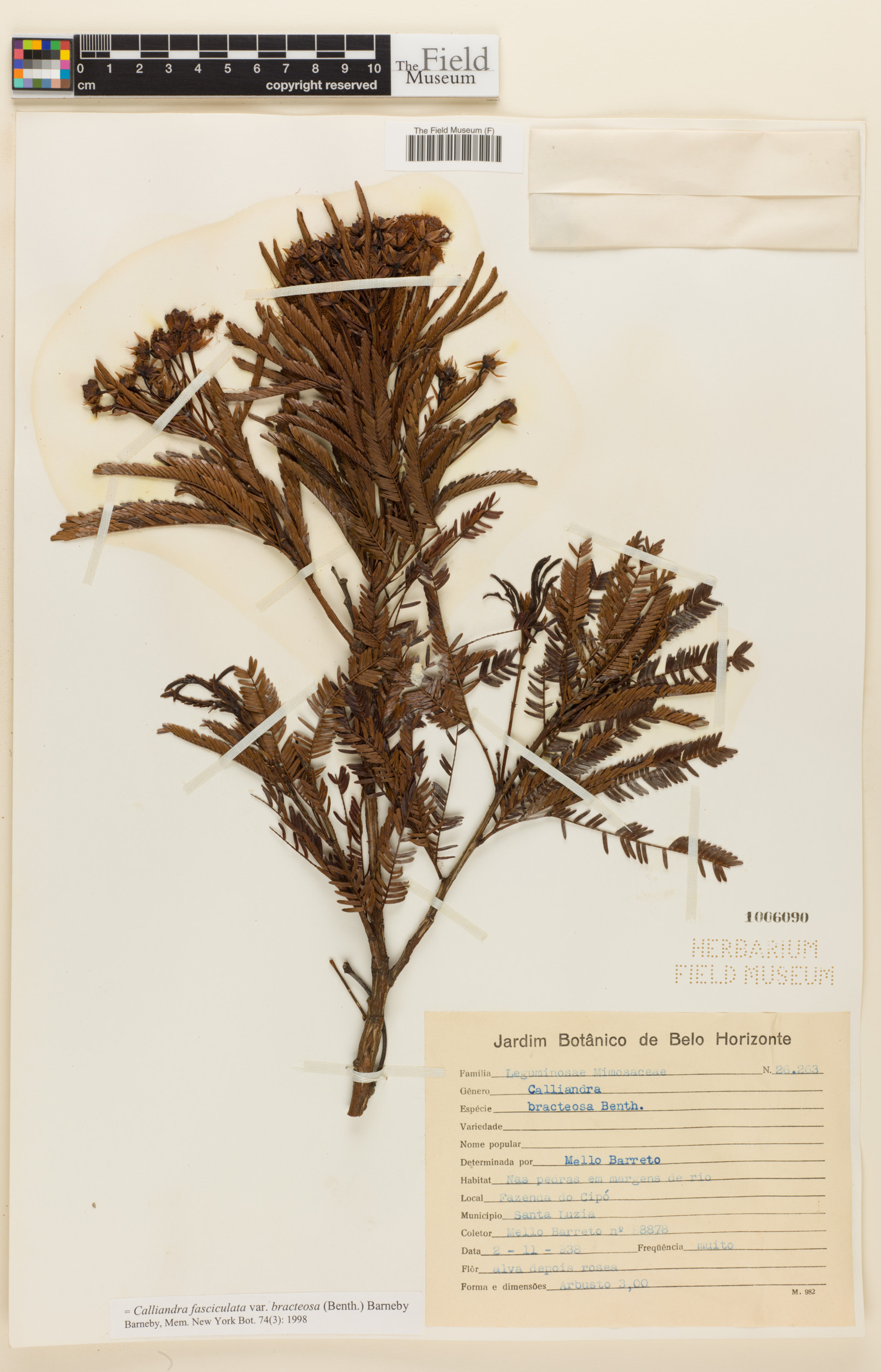 Calliandra fasciculata var. bracteosa image