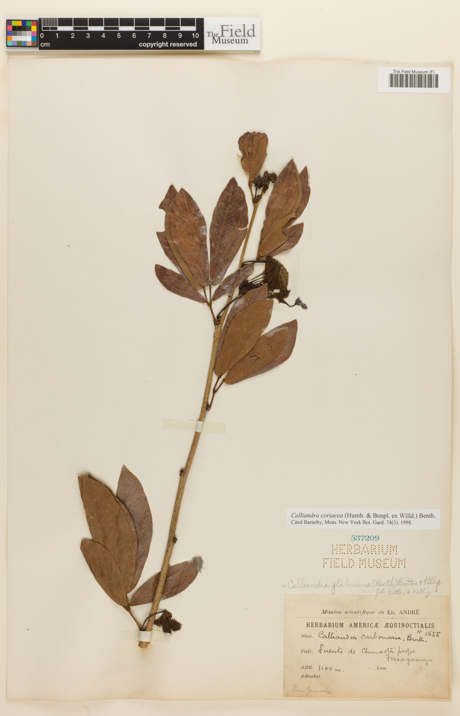 Calliandra coriacea image