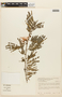 Calliandra glomerulata image