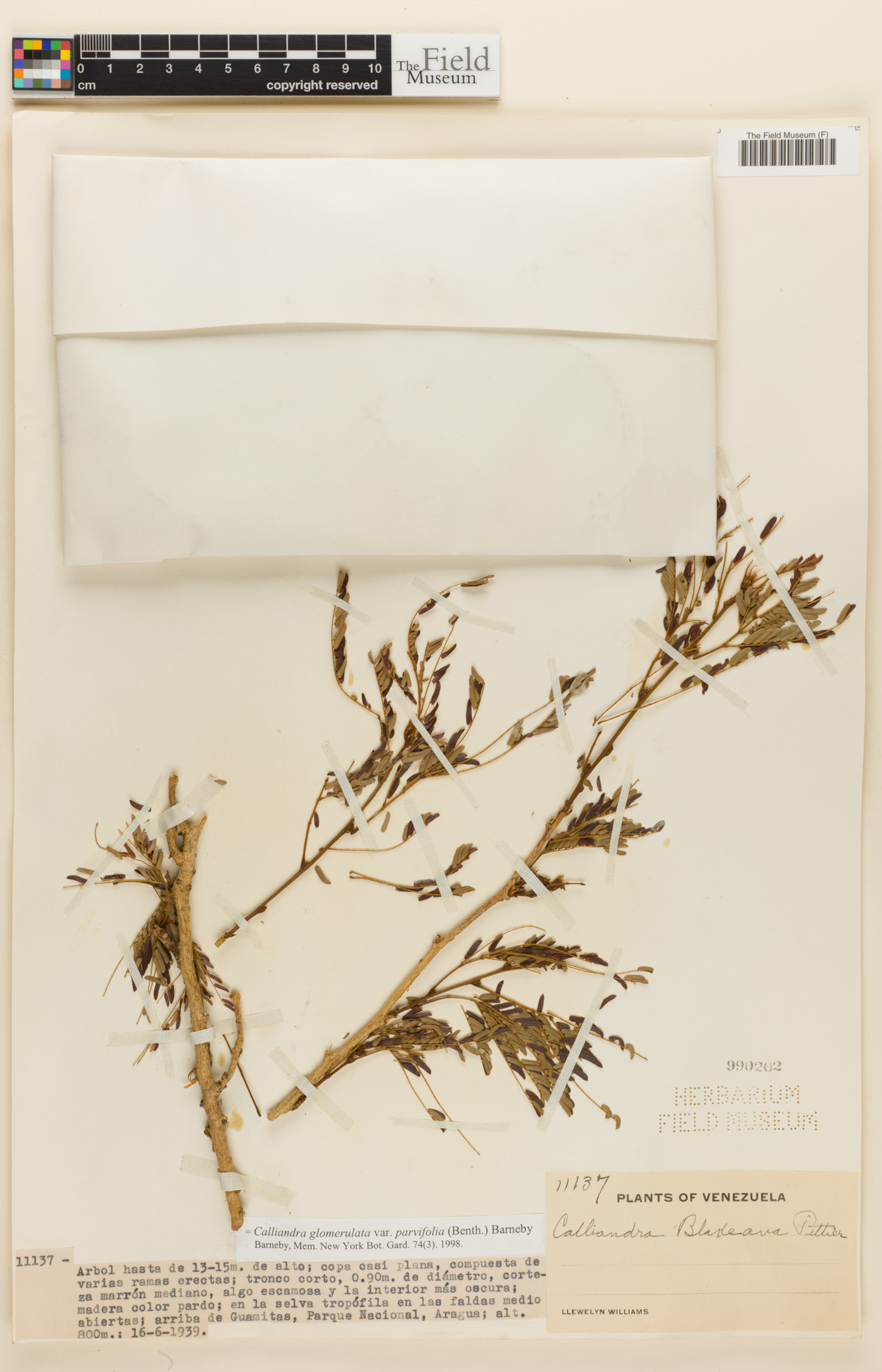 Calliandra glomerulata var. parvifolia image
