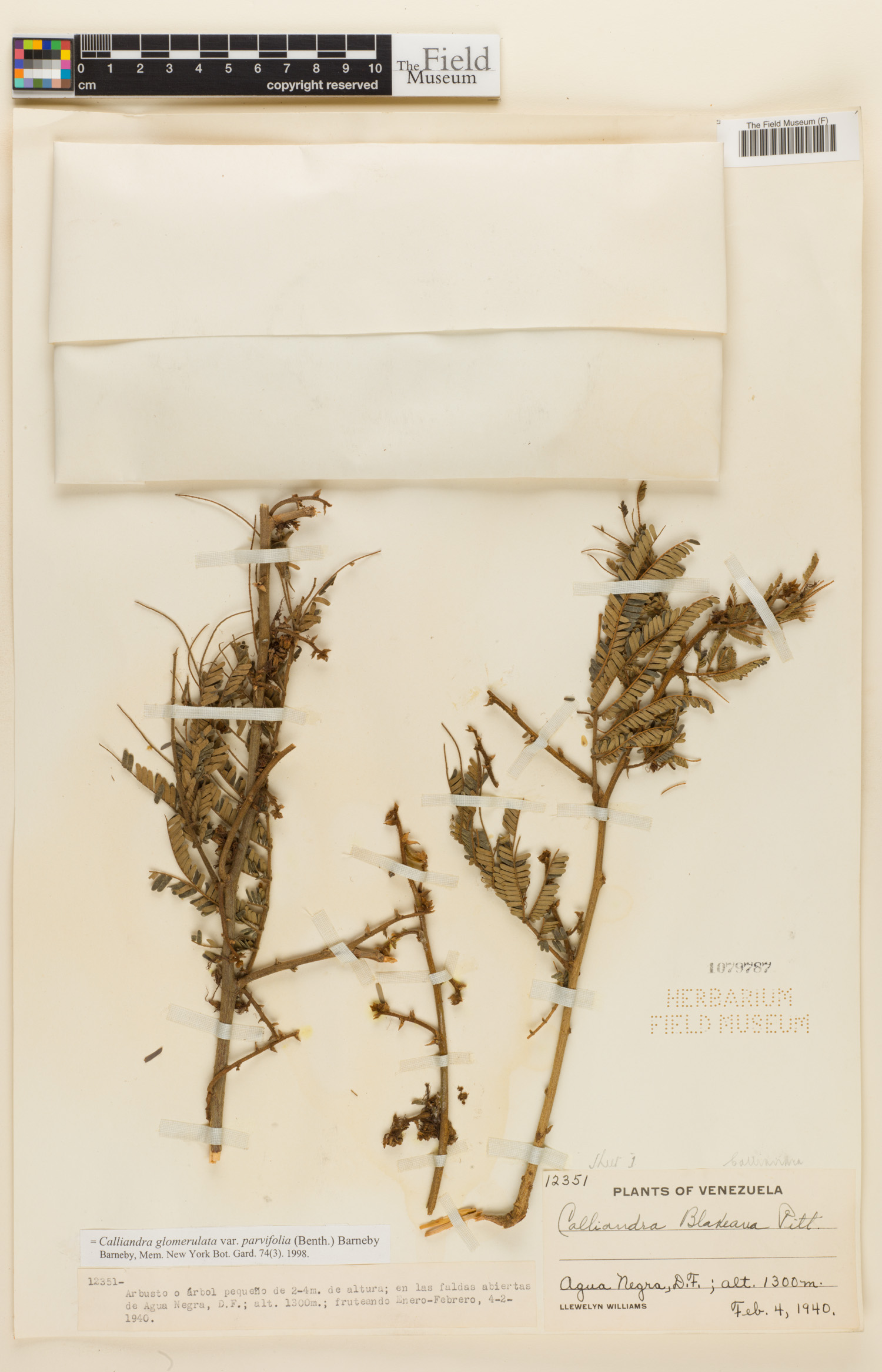 Calliandra glomerulata image