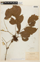 Calliandra aculeata image
